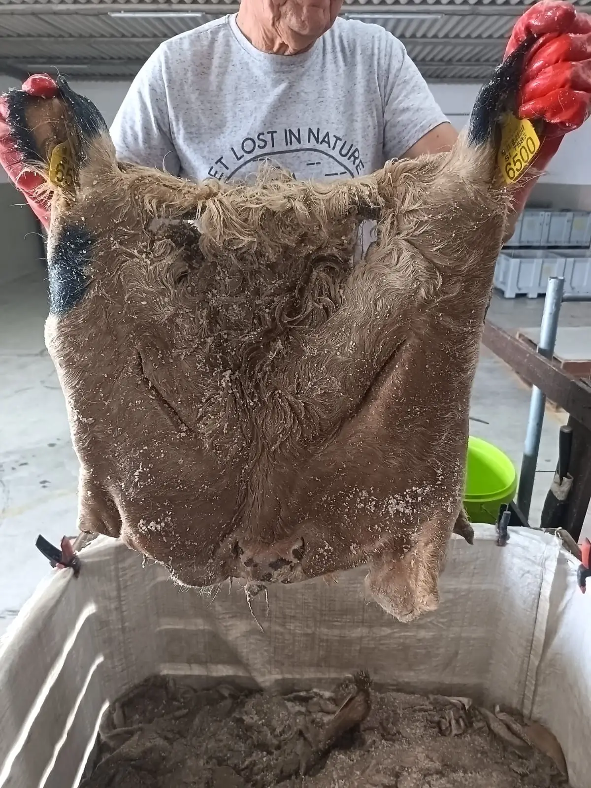 Wet salted cow head skins prepared for leather tannery export